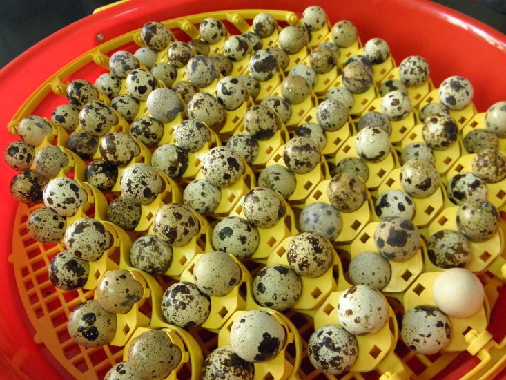 Quail Egg Inserts for Offspring - Bought with a NEW Incubator