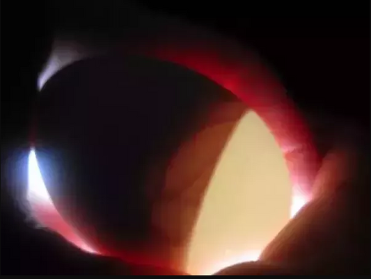 Chicks Drowning In The Egg - The Physics.